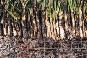 Calçots en Fortí del Rourell