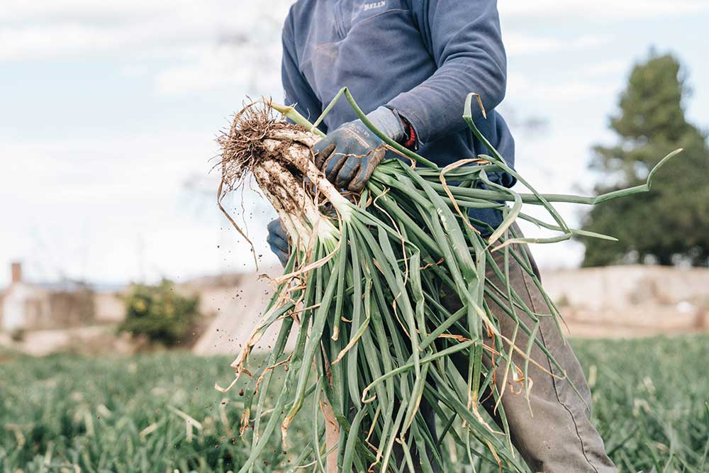 Calçots en Fortí del Rourell